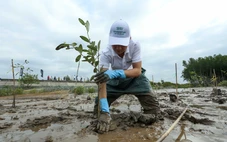 Việt Nam trồng 1,4 tỉ cây xanh sau 5 năm, đóng góp quan trọng cho nỗ lực ứng phó biến đổi khí hậu
