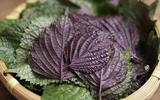 Bài thuốc dân gian hữu ích từ lá tía tô, nhưng ai nên dùng và dùng bao nhiêu là tốt?