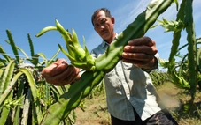 Nhà vườn thanh long Bình Thuận mất trắng vì lũ