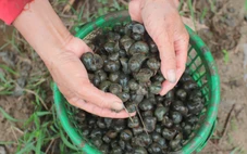 Người dân Đà Nẵng bắt cả tạ ốc bươu vàng, thu bộn tiền mỗi ngày