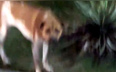 Bé gái 4 tuổi bị chó cắn rách mặt khi chơi ở quảng trường