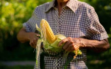 Trà râu bắp có thể làm tan sỏi thận 'mọi kích cỡ'?