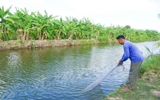 Nước trong kênh ở vùng đệm U Minh Thượng cạn dần, dân có kế gì nuôi tôm càng xanh?