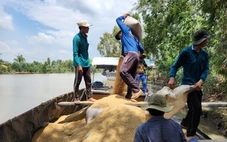 Ngân hàng ưu tiên nguồn vốn cho doanh nghiệp mua lúa đông xuân