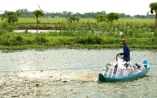 Giá cá tra giống tăng 'nóng'