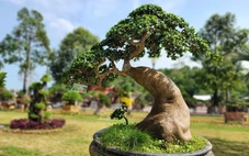 Hơn 1.000 bonsai đổ về Quảng Ngãi, khách đến xem trầm trồ trước siêu cây