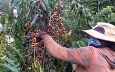 Giá cà phê Arabica đang tăng, cà phê trong nước cao nhất 135.200 đồng/kg