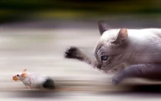 Vì sao mèo hay tha xác chim, chuột về nhà?
