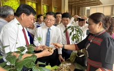 Đưa Quảng Nam thành trung tâm công nghiệp dược liệu cả nước, lấy sâm Ngọc Linh là cây chủ lực