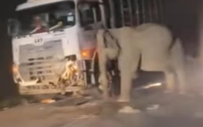Rớt nước mắt voi con bị xe tải tông chết, voi mẹ hoảng loạn tìm cách cứu không chịu rời đi
