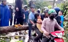 Đồng Nai: Dông lốc làm nhiều cây gỗ lớn ngã đổ, một phụ nữ bị thương