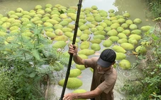 Giá mít Thái giảm sâu, nhà vườn miền Tây lỗ nặng