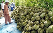 Xuất khẩu sầu riêng sụt giảm vì chất vàng O, Cadimi