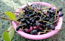 Thương nhớ những mùa trâm chín miền Tây