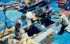 Mặc lệnh cấm đánh bắt của Trung Quốc, ngư dân Việt vẫn ra khơi 'biển của mình, không sợ'