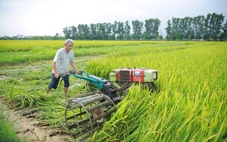 Hàng ngàn hecta lúa lép hạt, nguy cơ mất trắng
