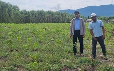Cấp tập trồng huỳnh đàn, chờ được bồi thường cao tốc Quảng Ngãi - Kon Tum