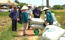 Liên kết sản xuất lúa hữu cơ bán ngay tại ruộng, nông dân lãi gấp 3