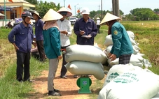 Liên kết sản xuất lúa hữu cơ bán ngay tại ruộng, nông dân lãi gấp 3