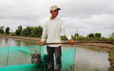Cá kèo giống tăng giá kỷ lục, lên đến 25 triệu/kg