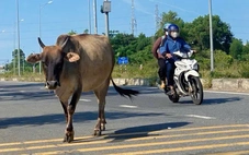 Bò thả rông, đuổi nhau phi băng băng giữa đường ở Đà Nẵng