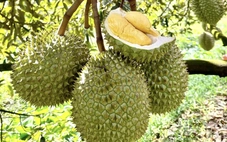 Phó thủ tướng yêu cầu xử lý thông tin liên quan đến trái sầu riêng
