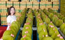 Trung Quốc phê duyệt thêm gần 1.000 vùng trồng và cơ sở đóng gói sầu riêng Việt Nam