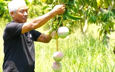 Giải cứu xoài Úc chỉ là tình thế, chuyên gia hiến kế cách ổn định đầu ra