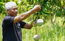 Giải cứu xoài Úc chỉ là tình thế, chuyên gia hiến kế cách ổn định đầu ra