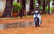 Lãng mạn mùa sao đen rụng ở thành phố cây xanh số 1 Việt Nam