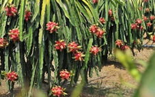 Bắt đầu đợt cao điểm kiểm tra chống hàng giả, hàng độc hại... thuộc mảng nông nghiệp