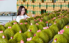 Thủ tướng chỉ đạo loạt nhiệm vụ siết quản lý để thúc đẩy xuất khẩu sầu riêng