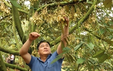 Phải kiểm soát chất lượng sầu riêng từ vườn đến từng công hàng xuất khẩu