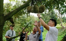 Lâm Đồng khẳng định sầu riêng không nhiễm hóa chất vàng O