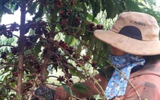 Sản lượng cà phê của Việt Nam đã đạt gần 2 triệu tấn