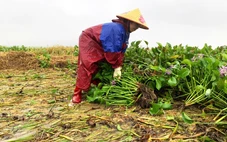 Xót cảnh người dân dầm mình dưới mưa cứu lúa đổ rạp trong lũ
