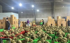Hải quan ưu tiên làm thủ tục cho sầu riêng xuất khẩu