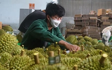 Sự thật về video sầu riêng nhúng hóa chất đang lan truyền trên mạng