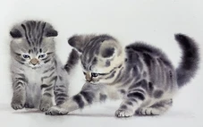 Ngắm những chú mèo hoang vẽ bằng màu nước giống như thật của họa sĩ Thái Lan
