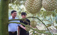 12.000ha sầu riêng ở Tiền Giang được cấp mã số vùng trồng xuất khẩu