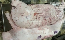 Thực hư việc Công ty cổ phần C.P. Việt Nam bán heo, gà mắc bệnh: Sóc Trăng lập đoàn kiểm tra