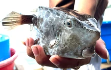 Bè ở Nha Trang bán 1kg cá bò hòm 3,5 triệu đồng không được cấp phép kinh doanh