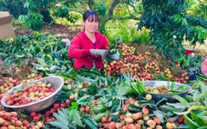 Nông dân Đắk Lắk trúng tiền tỉ nhờ vải thiều chín sớm
