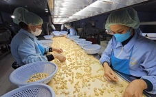 Lỗi hệ thống tờ khai, Cục Hải quan ra văn bản hỏa tốc xử lý sự cố