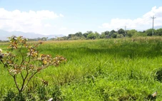 Dự án chợ ở Ninh Thuận gần 10 năm vẫn còn trên giấy