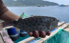 Sau vụ bè bán 1kg cá bò hòm 3,5 triệu đồng: Tổng kiểm tra toàn bộ bè nổi trên vịnh Nha Trang