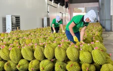 Sầu riêng xuất khẩu sang Trung Quốc giảm sâu, Bộ trưởng Đỗ Đức Duy chỉ đạo loạt giải pháp