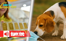 Điểm tin 18h: Giá vàng lên xuống chóng mặt; Chó đánh hơi chính xác 94% ca ung thư