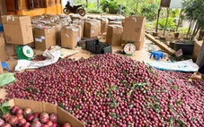 Mận hậu Mộc Châu giá 2.000 đồng/kg, vắng bóng người mua, cần giải cứu?