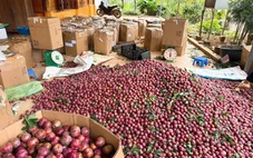 Mận hậu Mộc Châu giá 2.000 đồng/kg, vắng bóng người mua, cần giải cứu?
